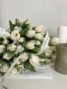 тюльпан белый